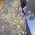 حجر يحتوي على الذهب