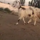 للبيع عنز فاخرة متبوعه ب تيس