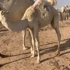 قعودين طيبات علي الحليب