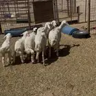 غنم شياه حريات متابيع عددها 3يتبعها 3 وخروف ذبيحه عمره5 شهور