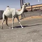 الجذعه العليانيه الكفو