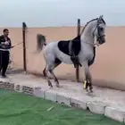 إيواء خيل مفرق رماح