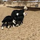 شاه نجديه قارح معها رخال كل شي شرط