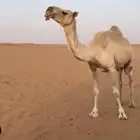 ظريبه شقحاء طيبه وفوق البداوه
