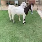 جذعات مطورات