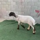 رخال طيبه صنف