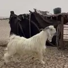 فحل عارضي للبيع