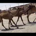 البكار المفاريد الصفر المفاريد