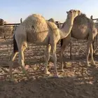 حشو قصب للبيع