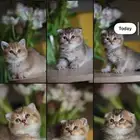 كتن سكوتش قولد و قولد تايجر فولد و ستريت