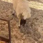 رخل للبيع
