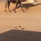 ناقة
