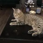 قطة لتبني عمرها 5 شهور هادية و سليمة من الامرض واهم شي م