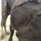 قعود مجهم كفو تحت امه
