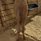 قعود اشعل سمين تم البيع