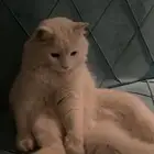 قط ذكر معقم بعمر سنتين (اليف جدا جدا )