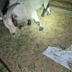 ماعز قزم فحل وانثتين كل وحدة معها عناق