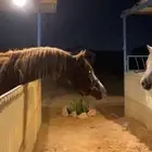 حصان هادي