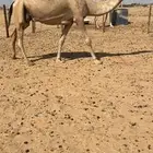شقحى لقحه باقي كفوو