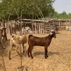 جفرتين فواخر الاعمار حول 7 شهور