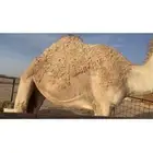 للبيع بكره جذعه طيبه شقحاء سليمه شرط