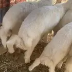 حري فاخر العدد 11فيه 3رخال العمر حول 3شهور. مغلق فل شحم