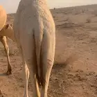للبيع بكره علي حليب وبريه