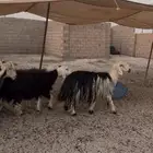 غنم نجد