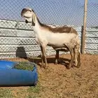 شاه ساكنيه صنف