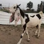 للبيع عنز مشروكه حليب