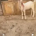 مشروع فحل هولندي صنف
