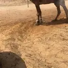 للبيع الفحل غرنوق ولد غرنوق الهرش