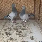 حمام زاجل فاخر زوج باقيلهم ريشه الموقع المذنب ربيق