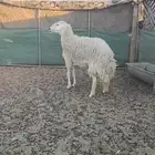 شاه حريه حايل