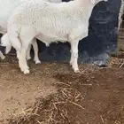 طلي حري صنف وبره قطنيه ارتفاع فاخر