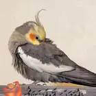 كوكتيل   يستطيع الغنا والكلام نوعان ما والسعرالمبدئي250