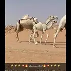 ذود