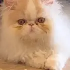 للبيع قطة كيتن بسة