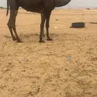 ضروبه مجهم كفوو دوسريه