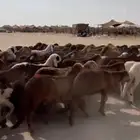 يا بلاش سواكني حمري 750 ريال فقط