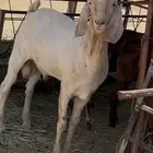 تيس
