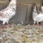 حمام