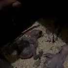 زوج كاسكو بفروخ تم البيع