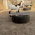 تيس