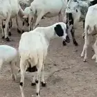للبيع مواليد