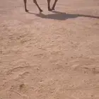 للبيع القعود الصفر اصله على سلمان الصفر