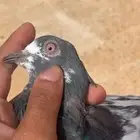للبيع على السوم