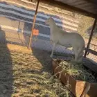 مشروع فحل صنف