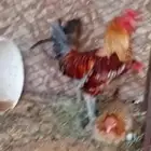 دجاج للبيع في شرورة