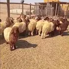 مواشي